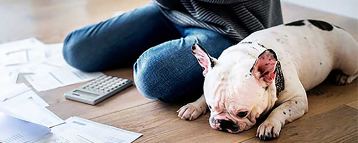 Puppy sitting next to his parent on the floor while she budgets.